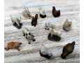 animali 122-166